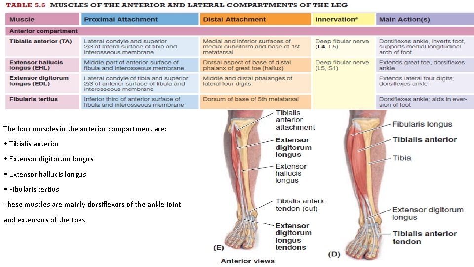 The four muscles in the anterior compartment are: • Tibialis anterior • Extensor digitorum