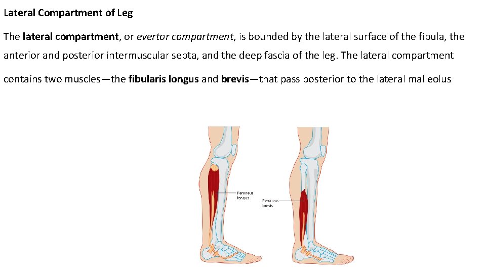 Lateral Compartment of Leg The lateral compartment, or evertor compartment, is bounded by the