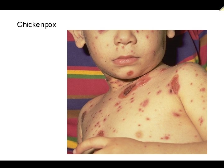  a power. presentation from T. MADHAVAN, & K. CHANDRASEKARAN. , Lecturers in Zoology.