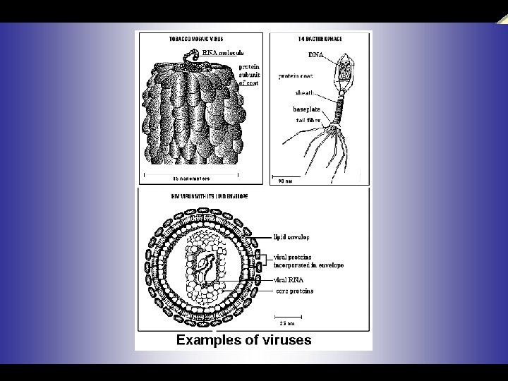  a power. presentation from T. MADHAVAN, & K. CHANDRASEKARAN. , Lecturers in Zoology.