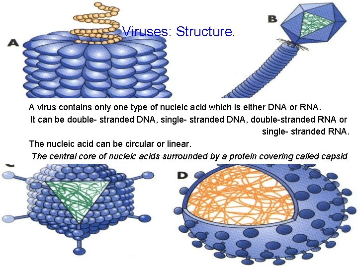 Viruses: Structure. A virus contains only one type of nucleic acid which is either