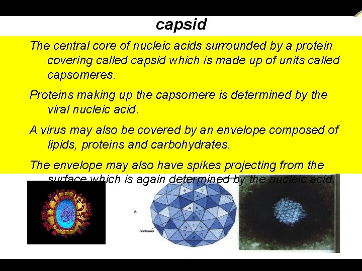  a power. presentation from T. MADHAVAN, & K. CHANDRASEKARAN. , Lecturers in Zoology.