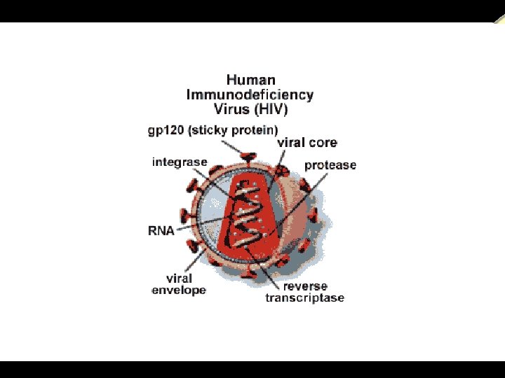  a power. presentation from T. MADHAVAN, & K. CHANDRASEKARAN. , Lecturers in Zoology.