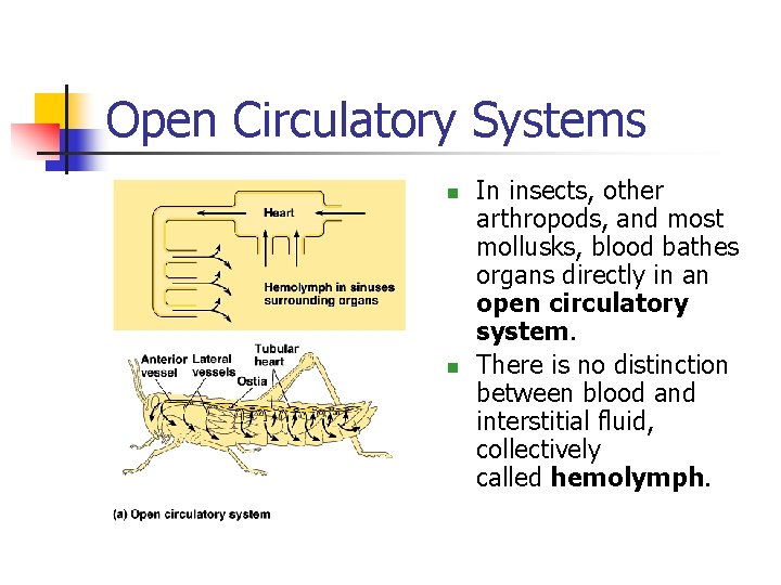 Open Circulatory Systems n n In insects, other arthropods, and most mollusks, blood bathes