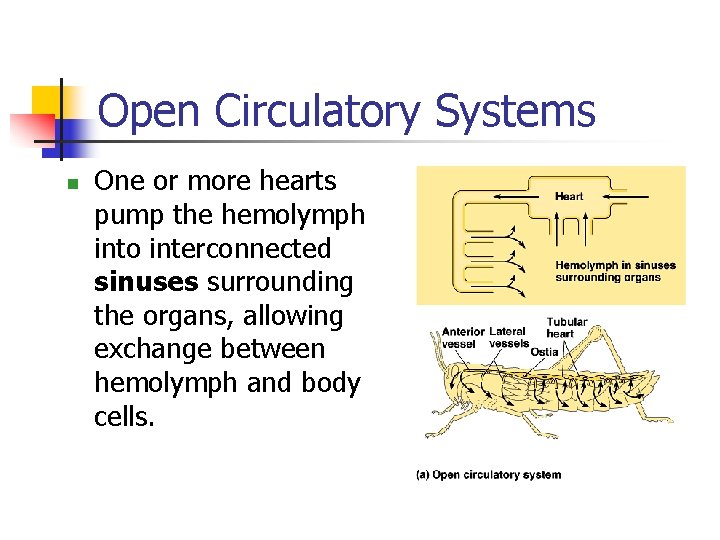Open Circulatory Systems n One or more hearts pump the hemolymph into interconnected sinuses