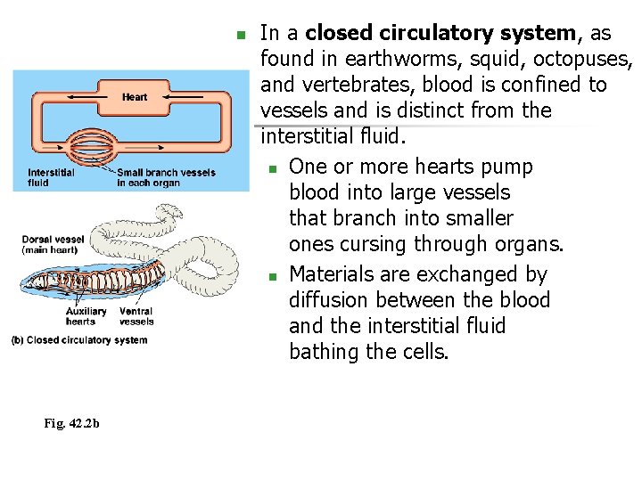 n Fig. 42. 2 b In a closed circulatory system, as found in earthworms,