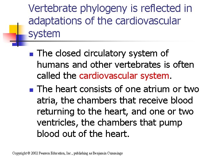 Vertebrate phylogeny is reflected in adaptations of the cardiovascular system n n The closed