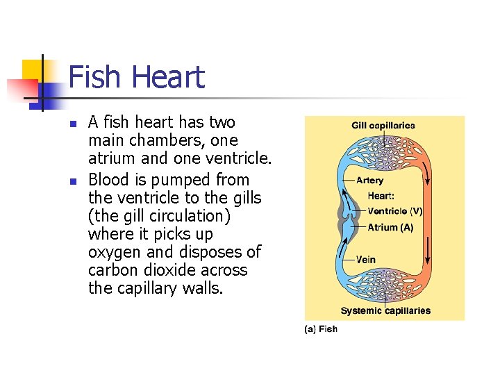 Fish Heart n n A fish heart has two main chambers, one atrium and