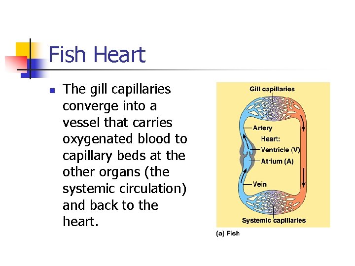 Fish Heart n The gill capillaries converge into a vessel that carries oxygenated blood