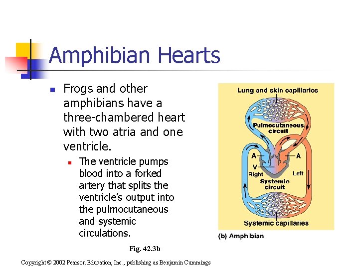 Amphibian Hearts n Frogs and other amphibians have a three-chambered heart with two atria