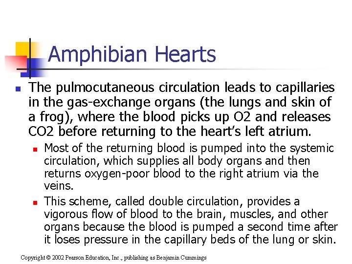 Amphibian Hearts n The pulmocutaneous circulation leads to capillaries in the gas-exchange organs (the