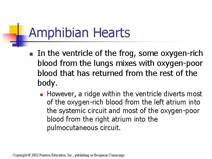 Amphibian Hearts n In the ventricle of the frog, some oxygen-rich blood from the
