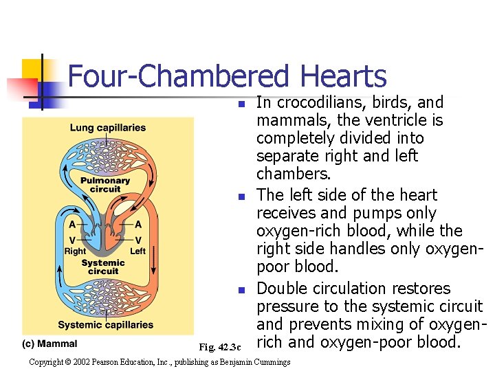 Four-Chambered Hearts n n n Fig. 42. 3 c In crocodilians, birds, and mammals,