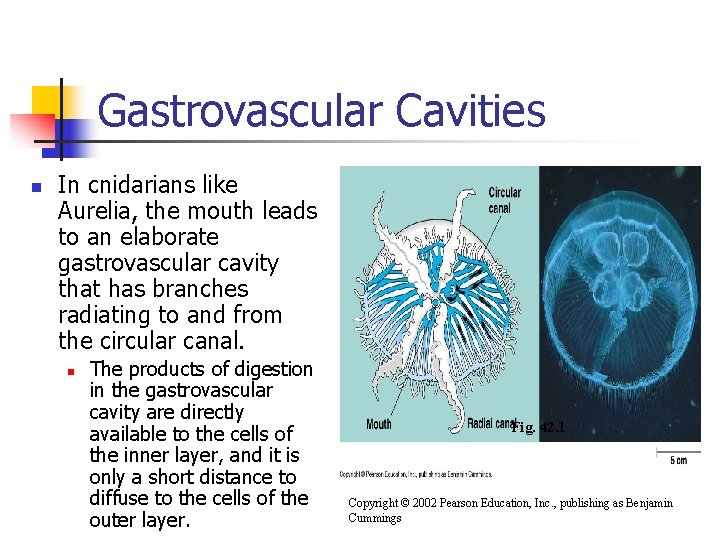 Gastrovascular Cavities n In cnidarians like Aurelia, the mouth leads to an elaborate gastrovascular