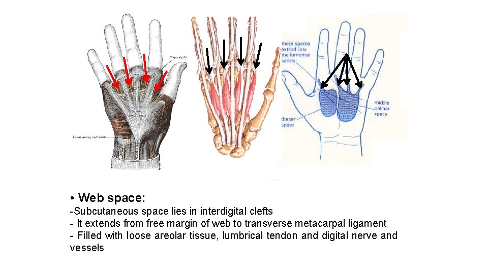  • Web space: -Subcutaneous space lies in interdigital clefts - It extends from