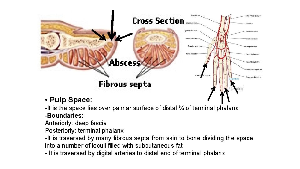  • Pulp Space: -It is the space lies over palmar surface of distal
