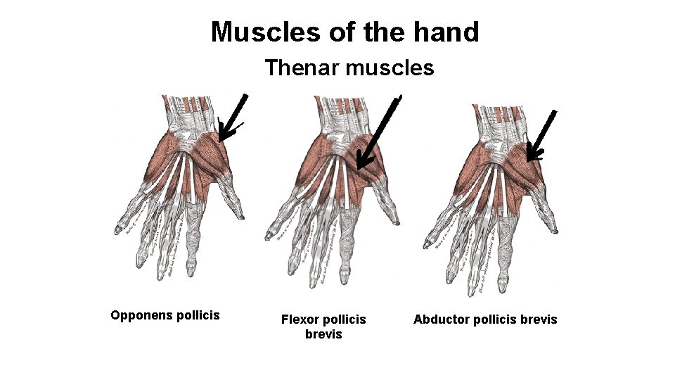 Muscles of the hand Thenar muscles Opponens pollicis Flexor pollicis brevis Abductor pollicis brevis
