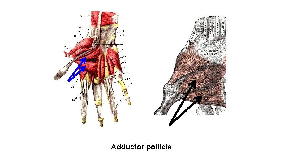 Adductor pollicis 