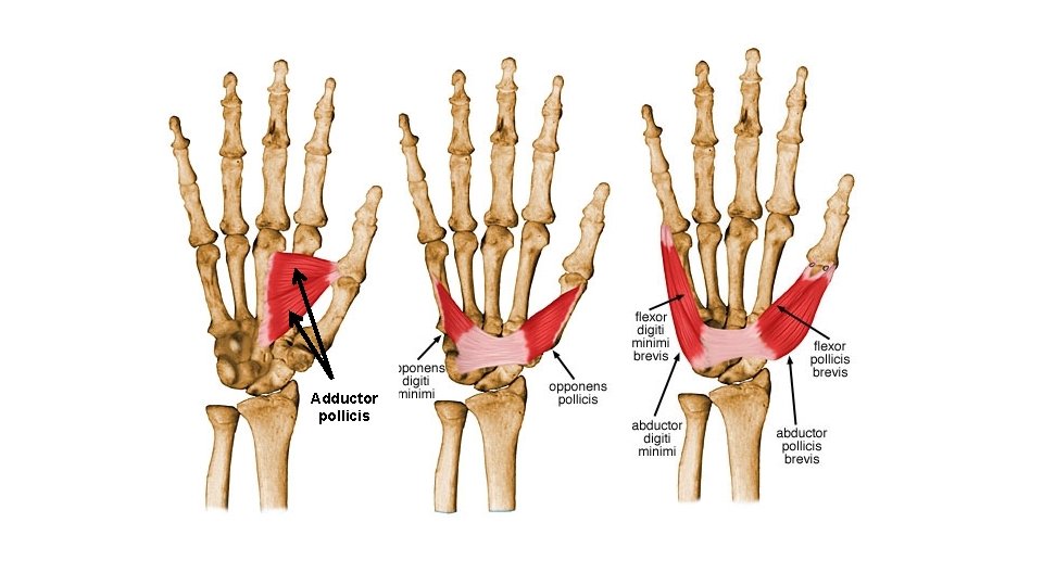 Adductor pollicis 
