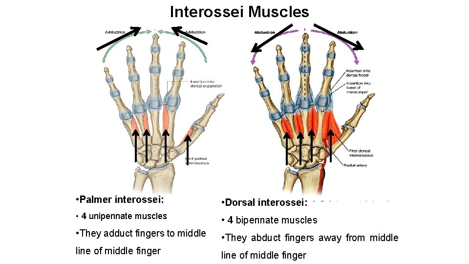 Interossei Muscles • Palmer interossei: • Dorsal interossei: • 4 unipennate muscles • 4