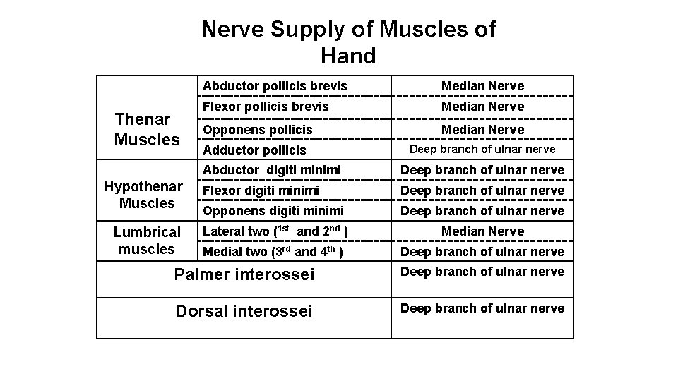 Nerve Supply of Muscles of Hand Thenar Muscles Hypothenar Muscles Lumbrical muscles Abductor pollicis