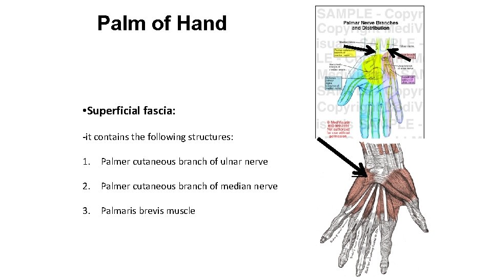 Palm of Hand • Superficial fascia: -it contains the following structures: 1. Palmer cutaneous
