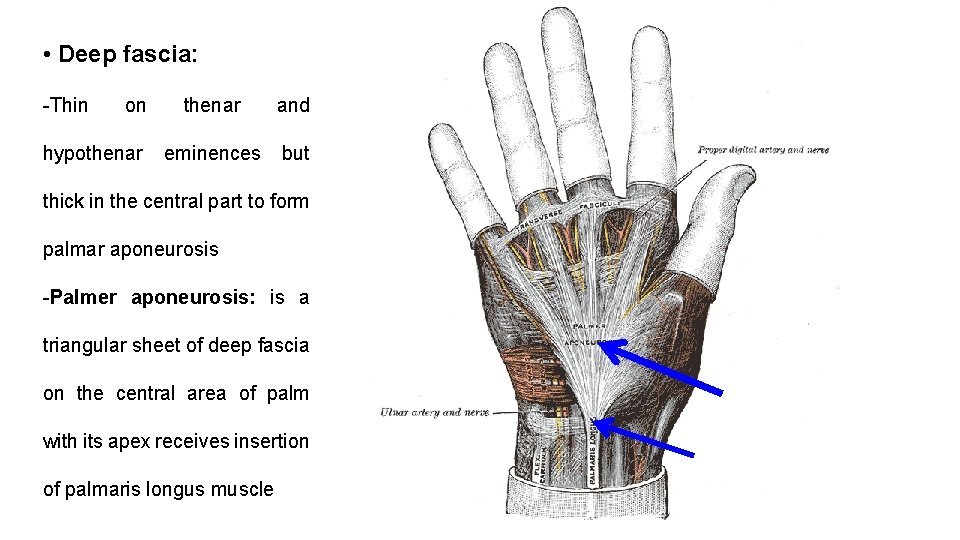  • Deep fascia: -Thin on hypothenar and eminences but thick in the central