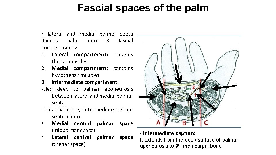 Fascial spaces of the palm • lateral and medial palmer septa divides palm into