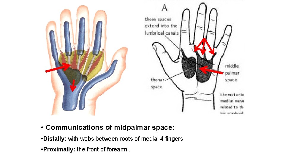  • Communications of midpalmar space: • Distally: with webs between roots of medial