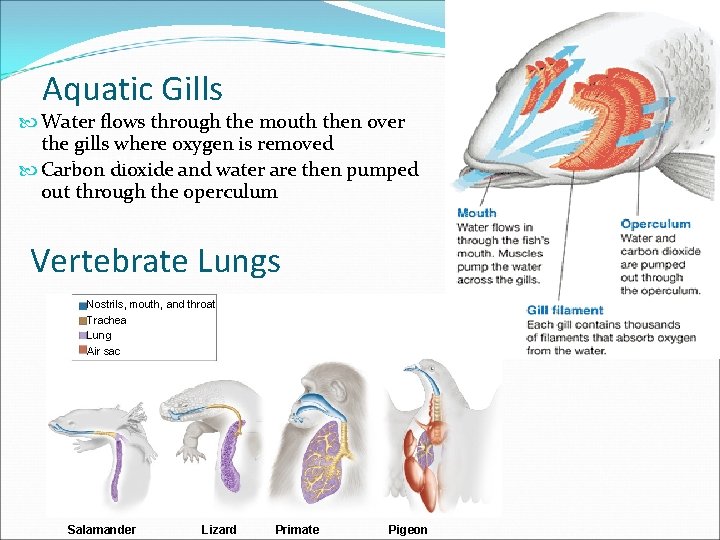 Aquatic Gills Water flows through the mouth then over the gills where oxygen is