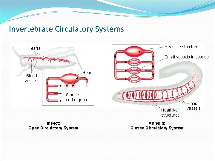 Section 29 -2 Invertebrate Circulatory Systems Heartlike structure Hearts Small vessels in tissues Heart