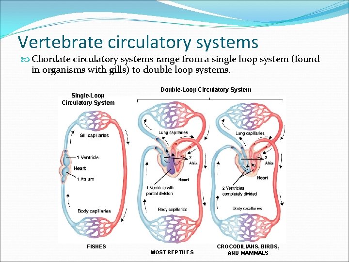 Vertebrate circulatory systems Chordate circulatory systems range from a single loop system (found in