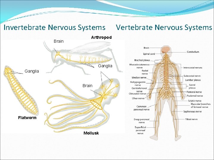 Section 29 -2 Invertebrate Nervous Systems Brain Arthropod Ganglia Brain Flatworm Mollusk Vertebrate Nervous