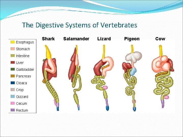 Section 33 -3 The Digestive Systems of Vertebrates Esophagus Stomach Intestine Liver Gallbladder Pancreas
