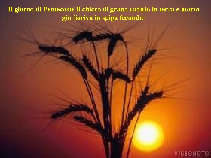 Il giorno di Pentecoste il chicco di grano caduto in terra e morto già