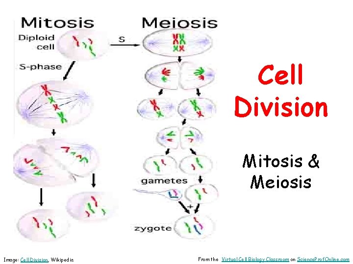 Cell Division Mitosis & Meiosis Image: Cell Division, Wikipedia From the Virtual Cell Biology