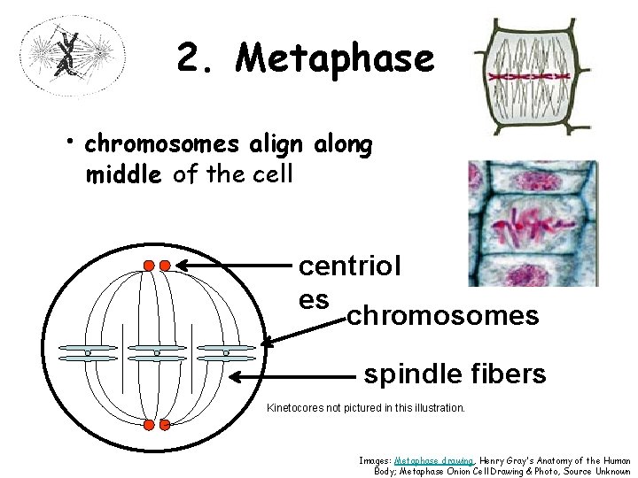 2. Metaphase • chromosomes align along middle of the cell centriol es chromosomes spindle