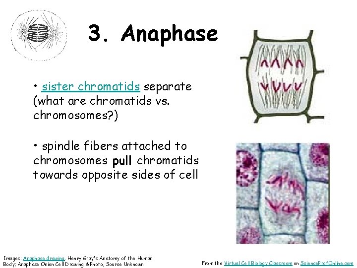 3. Anaphase • sister chromatids separate (what are chromatids vs. chromosomes? ) • spindle