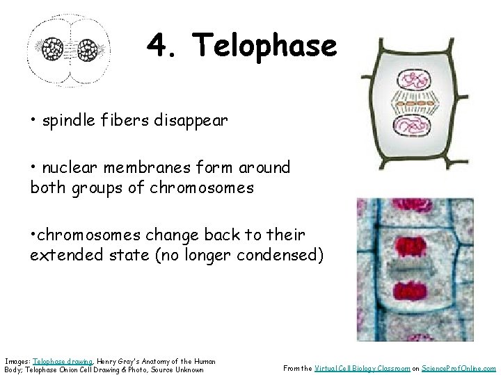 4. Telophase • spindle fibers disappear • nuclear membranes form around both groups of