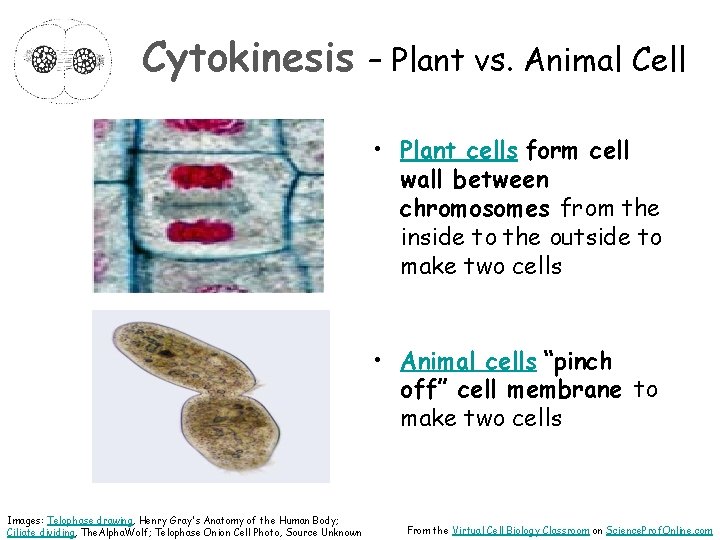 Cytokinesis – Plant vs. Animal Cell • Plant cells form cell wall between chromosomes