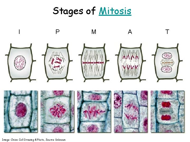 Stages of Mitosis I P Image: Onion Cell Drawing & Photo, Source Unknown M