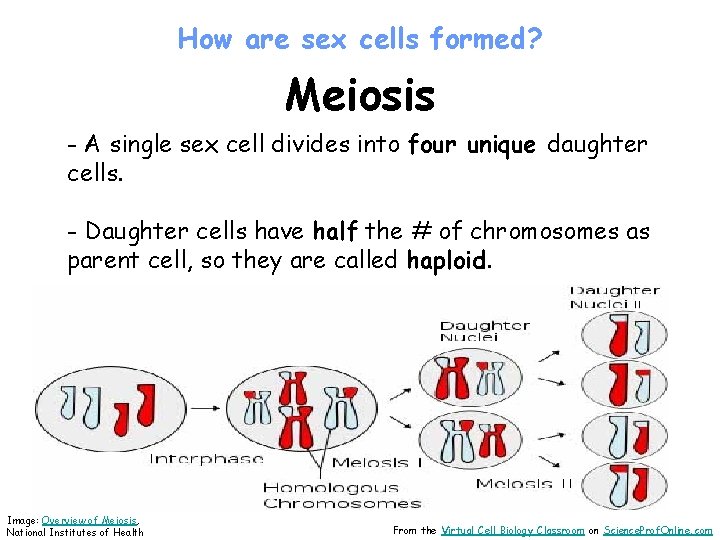 How are sex cells formed? Meiosis - A single sex cell divides into four