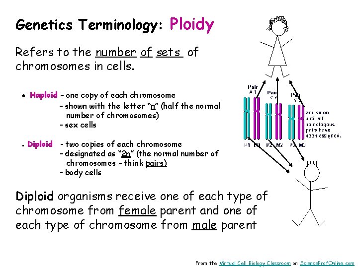 Genetics Terminology: Ploidy Refers to the number of sets of chromosomes in cells. ●