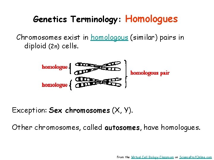 Genetics Terminology: Homologues Chromosomes exist in homologous (similar) pairs in diploid (2 n) cells.