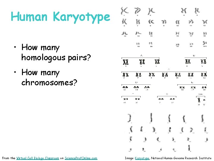 Human Karyotype • How many homologous pairs? • How many chromosomes? From the Virtual