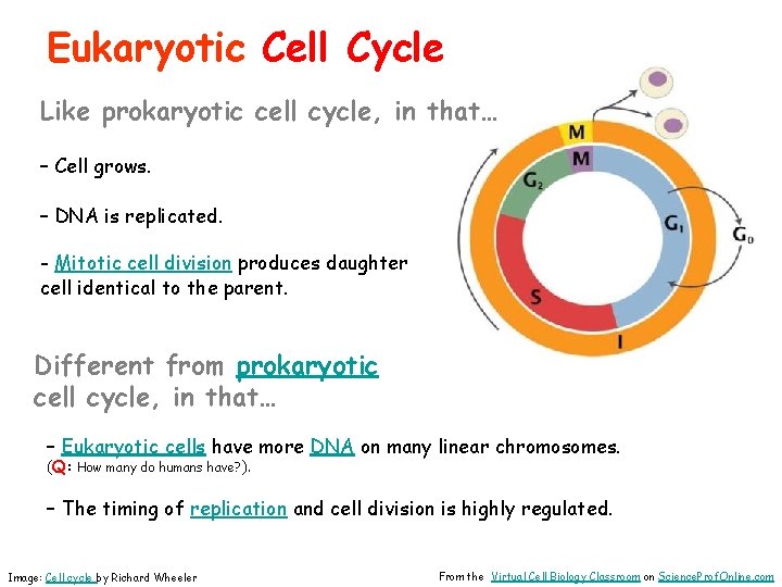 Eukaryotic Cell Cycle Like prokaryotic cell cycle, in that… – Cell grows. – DNA