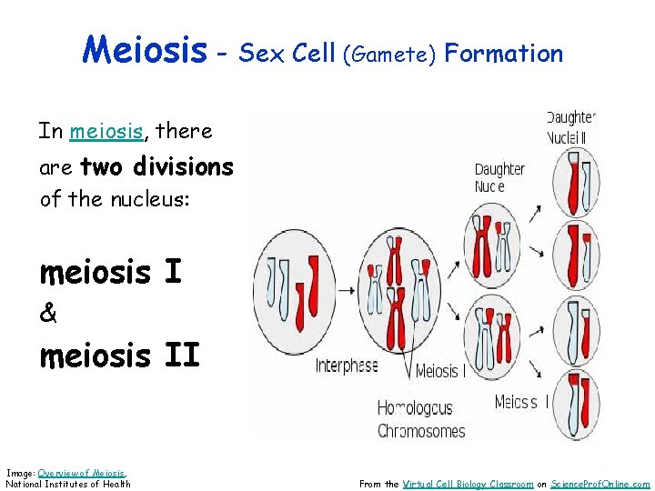Meiosis - Sex Cell (Gamete) Formation In meiosis, there are two divisions of the