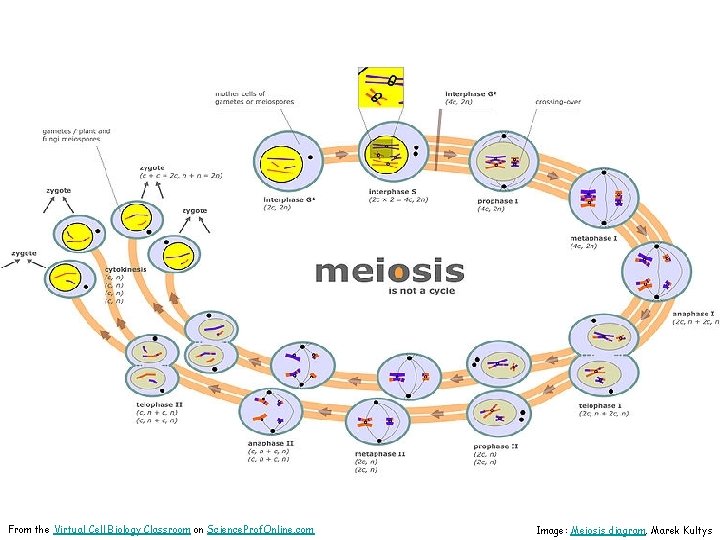 From the Virtual Cell Biology Classroom on Science. Prof. Online. com Image: Meiosis diagram,