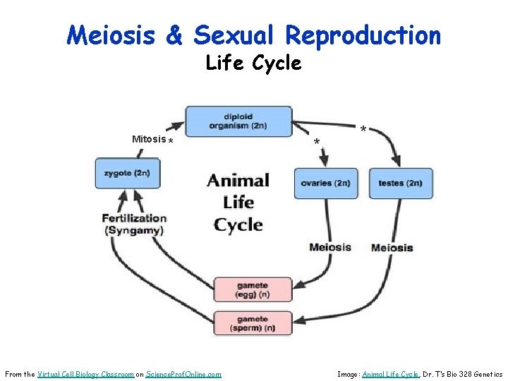 Meiosis & Sexual Reproduction Life Cycle Mitosis * From the Virtual Cell Biology Classroom