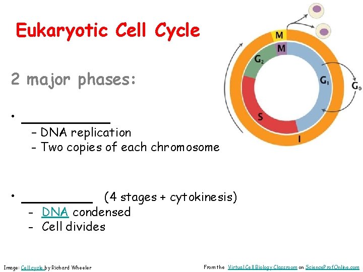 Eukaryotic Cell Cycle 2 major phases: • _____ – DNA replication - Two copies